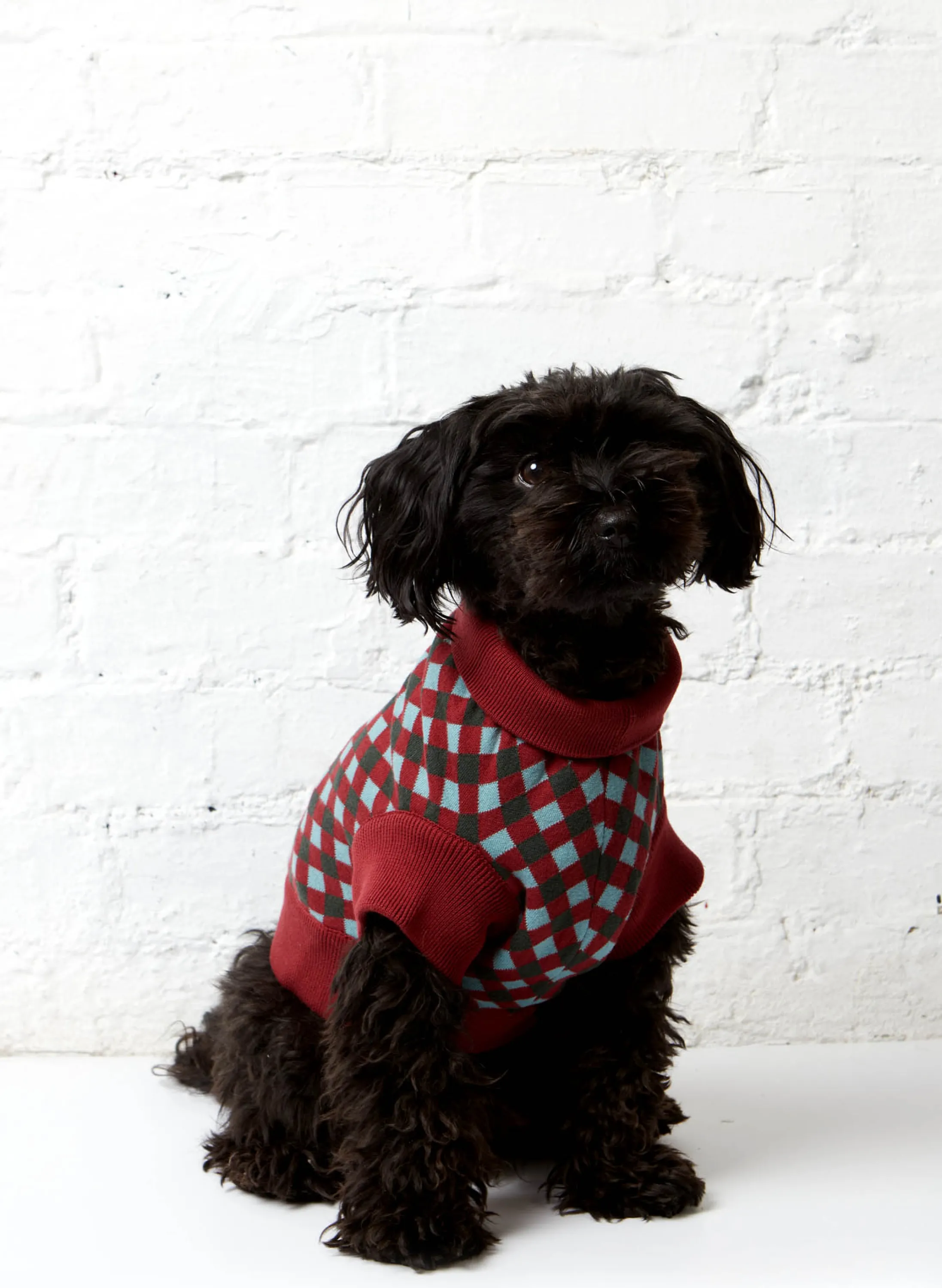 Palava Rodney Dog Jumper - Burgundy Flash Sale